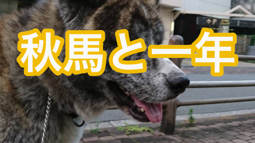 秋馬と一年