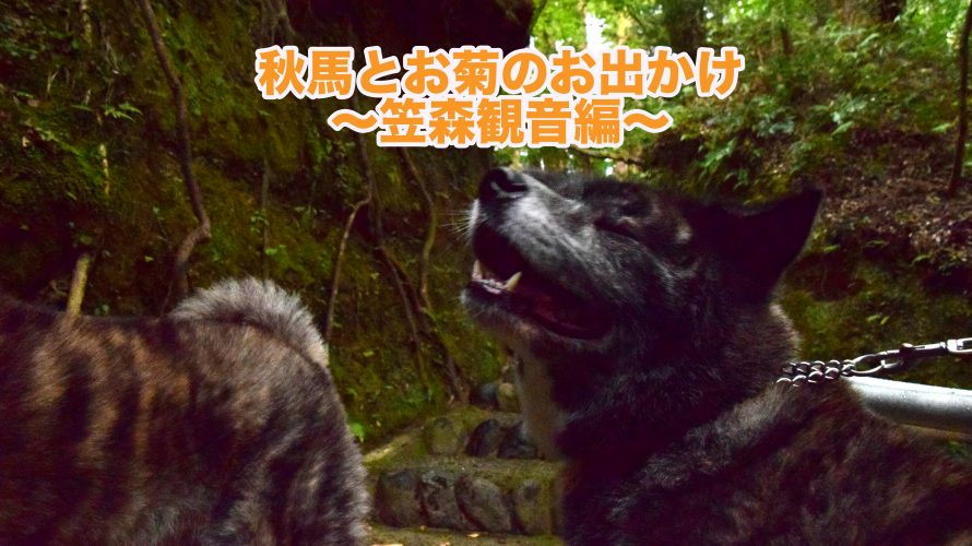 秋馬とお菊のお出かけ1-笠森観音からの病院(秋馬災難の一日)