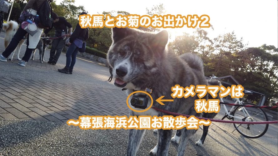 秋馬とお菊のお出かけ2-11月16日。圧巻の秋田犬お散歩会