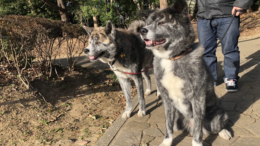 久々の香澄公園